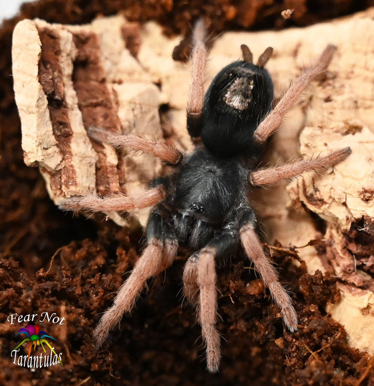 Dwarf Species