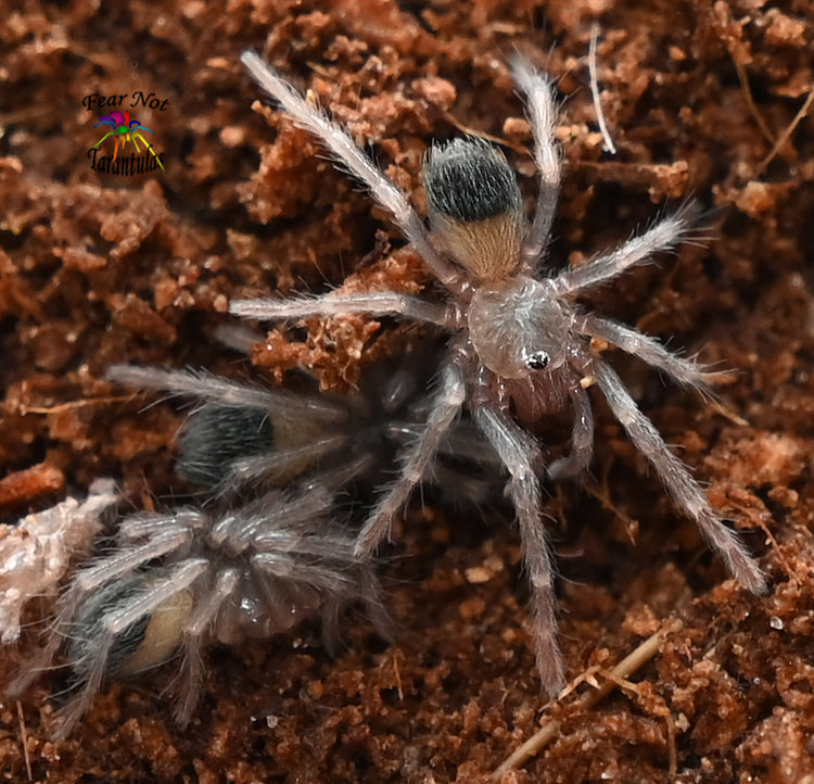 All Spiderlings