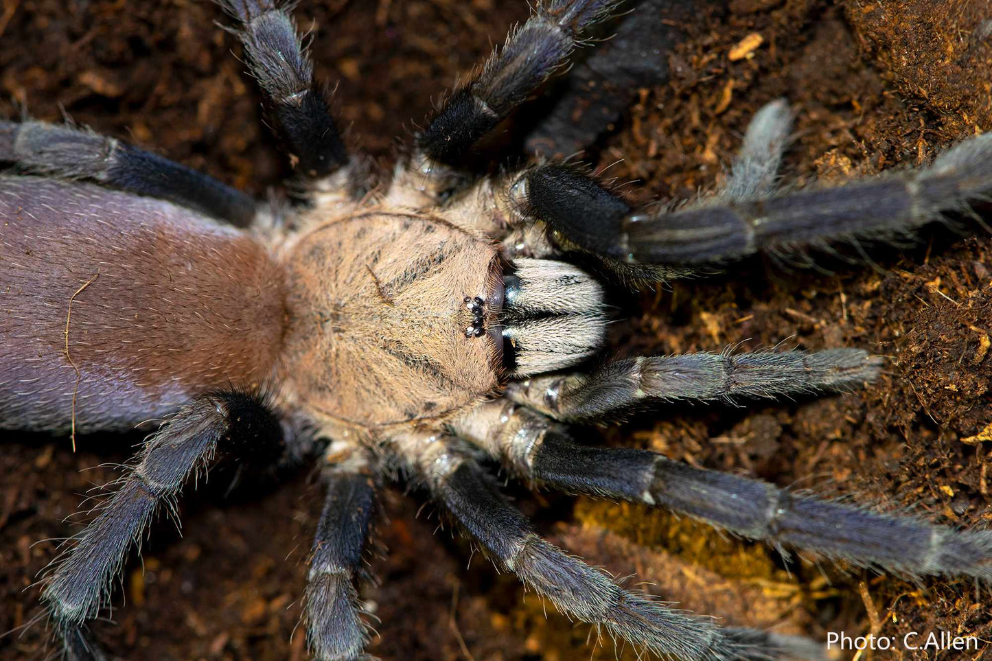 Selenocosmia sp. Kordillera (Kordilla Earth Tiger Tarantula) about 3/4" - 1"