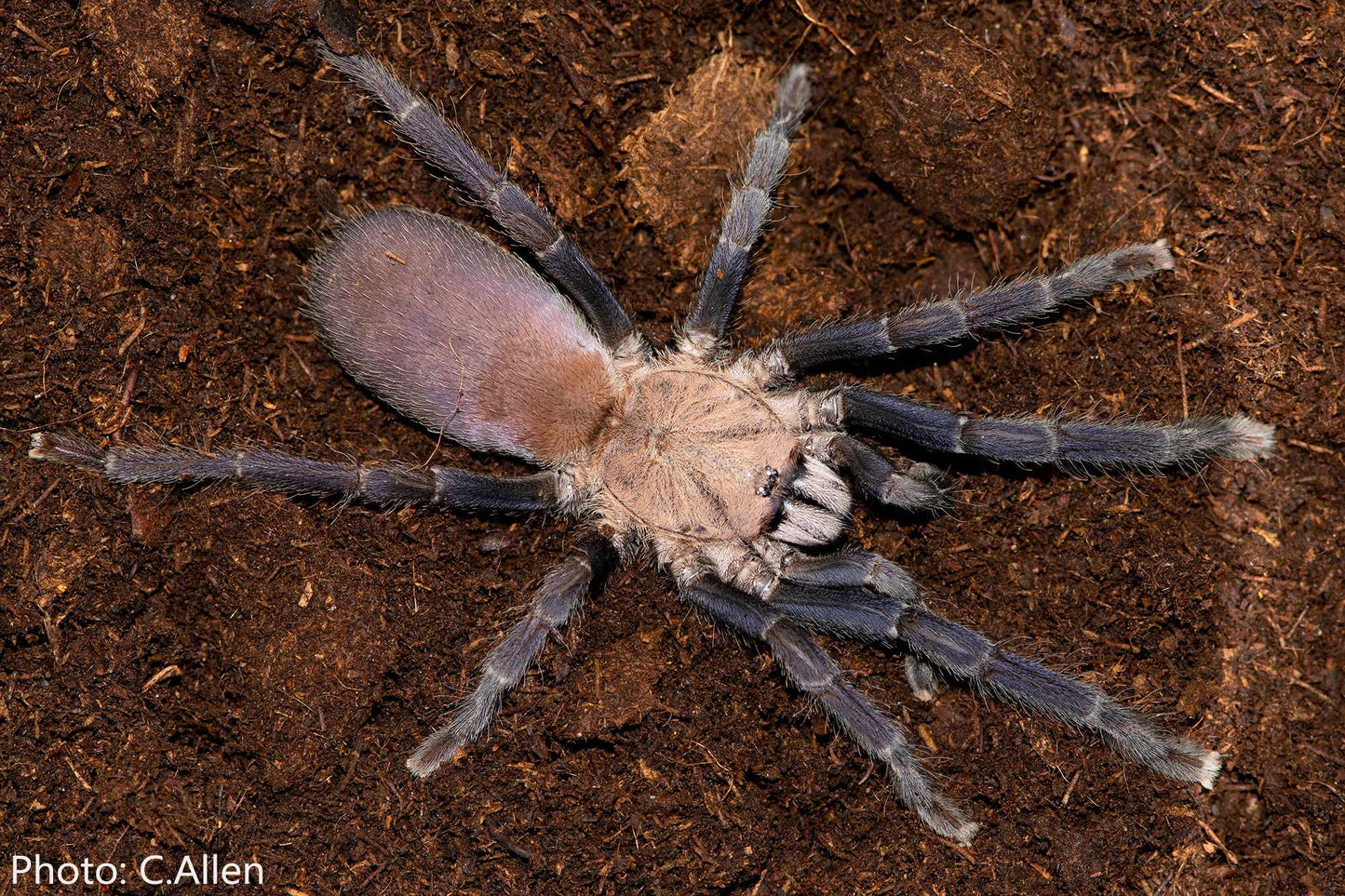 Selenocosmia sp. Kordillera (Kordilla Earth Tiger Tarantula) about 3/4" - 1"