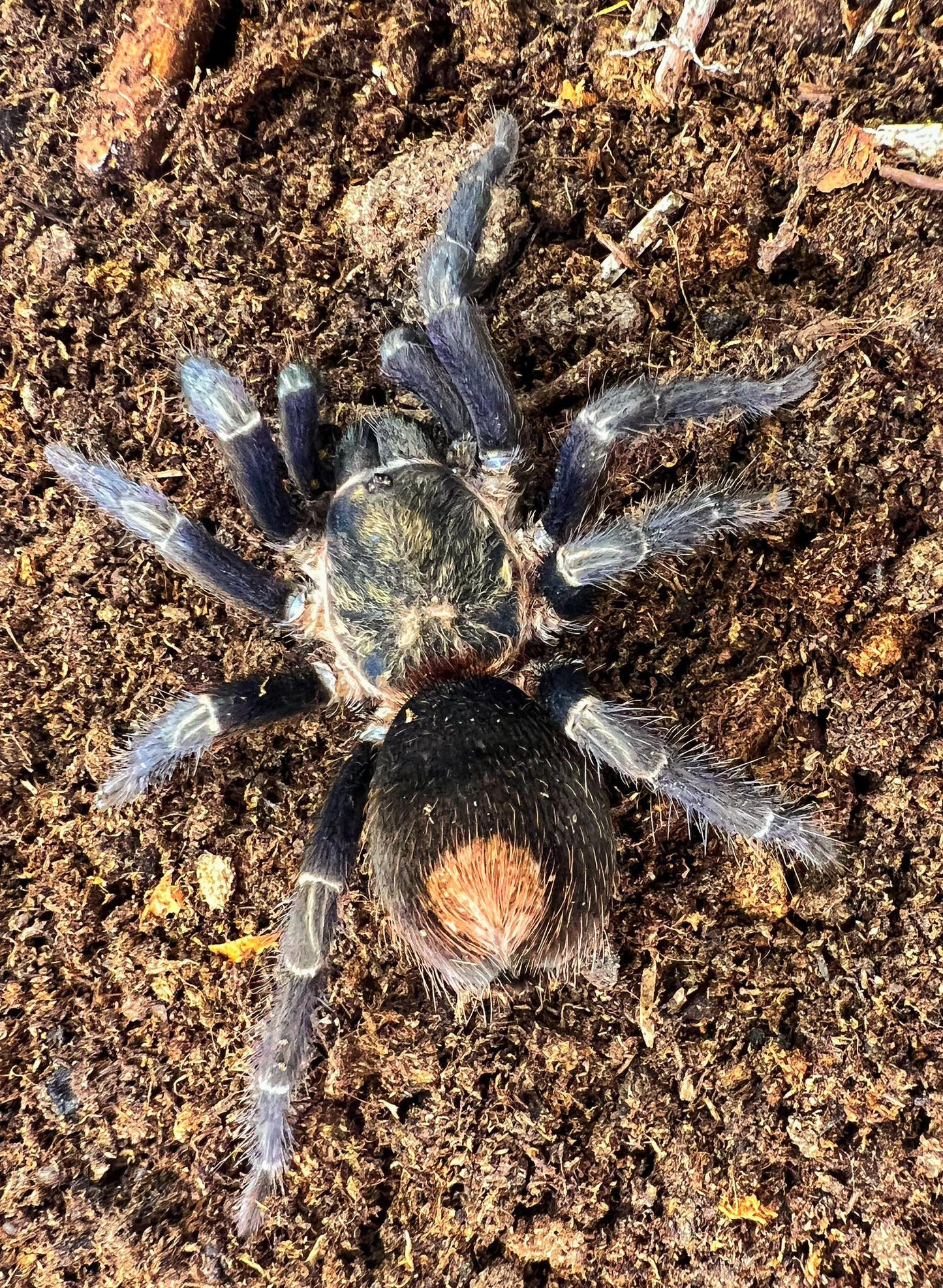 Hapalotremus sp Inca Gold ( aka Theraphosinae) about 3/4" - 1"