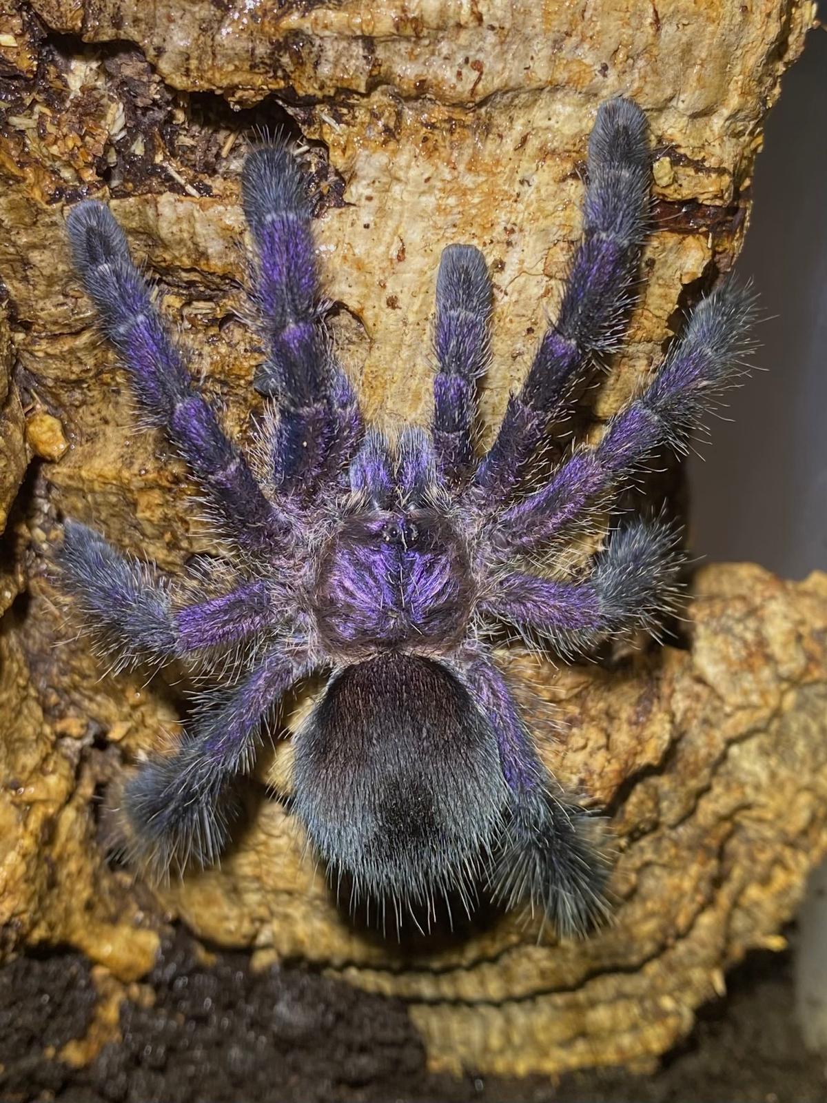 Avicularia sp Colombia Tarantula (much like purpurea) about 1"