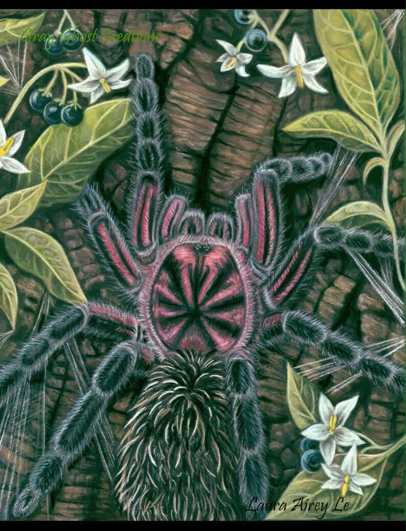 Print 5X7 of Xenesthis immanis (Colombian Lesserblack Tarantula) by Gray Ghost Creations! FREE for orders $100.00 and over. (after discounts and does not include shipping) One freebie per shipment.