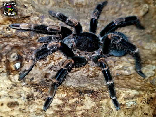 Abdomegaphobema mesomelas (was Megaphobema) (Costa Rican Red Leg Tarantula) about 1 1/3" - 1 1/2"