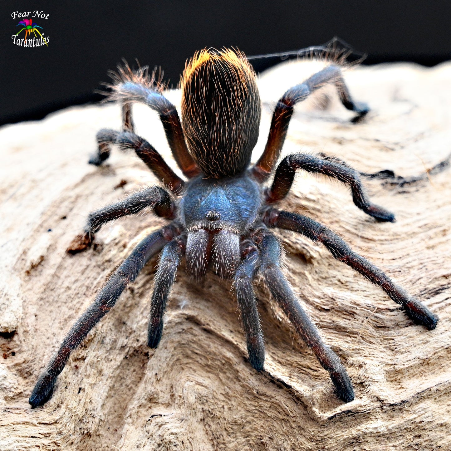 Aphonopelma mooreae (Mexican Jade Fuego Tarantula) about 1/2" *VERY RARE!