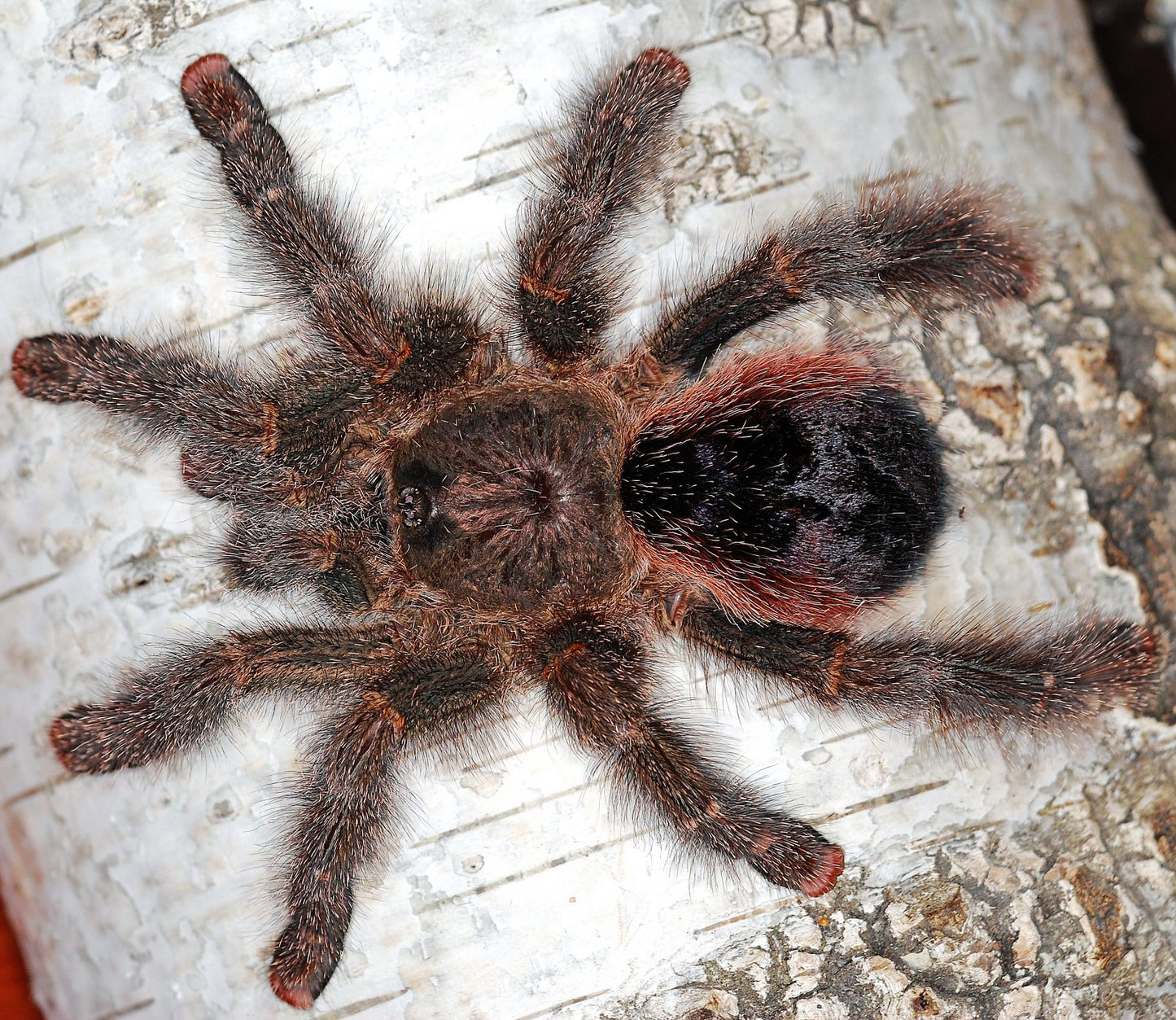 Avicularia variegata (Giant Red/ Blue Grizzled Pink Toe Tarantula) about 1/2" - 3/4"