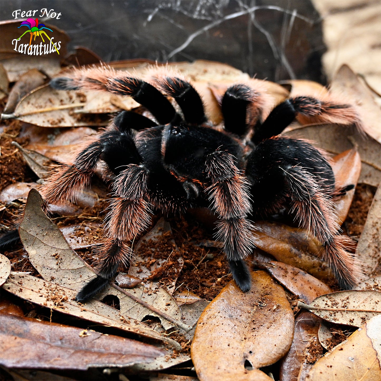 Brachypelma klaasi (Mexican Pink Tarantula) about 1/2" - 3/4" ***IN STORE ONLY DUE TO PREMOLT AS OF 8/14***