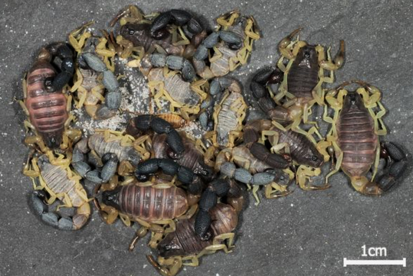 On the 10th Day Of Christmas Fear Not Sent To Me ... Butheolus harrisoni (Dwarf Thick Tail Scorpion) Captive Bred about 1/4" - 1/2" ⚠️*ONE PER SHIPMENT ✅Shipping must be paid on the first order! STARTS SHIPPING THE WEEK OF DEC 8TH