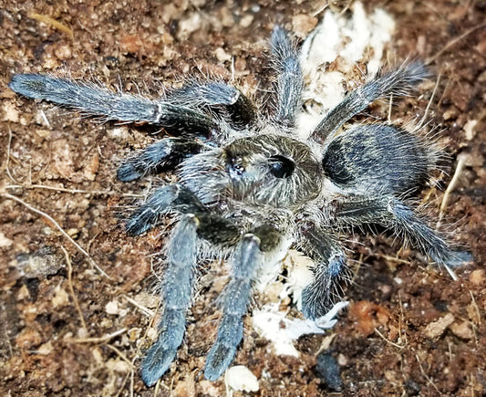 Ceratogyrus sanderi  (Nambia Horned Baboon Tarantula)  about 3/4" FREE for orders $200.00 and over. (after discounts and does not include shipping) One freebie per shipment.