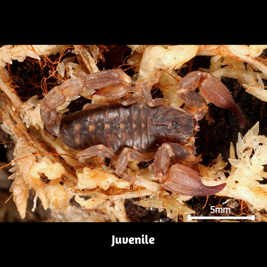 Chaerilus cimrmani (Thailand Black Scorpion) about 1/2" - 3/4" Captive Bred, Good for beginners FREE for orders $125 and over (after discounts and does not include shipping) One freebie per shipment