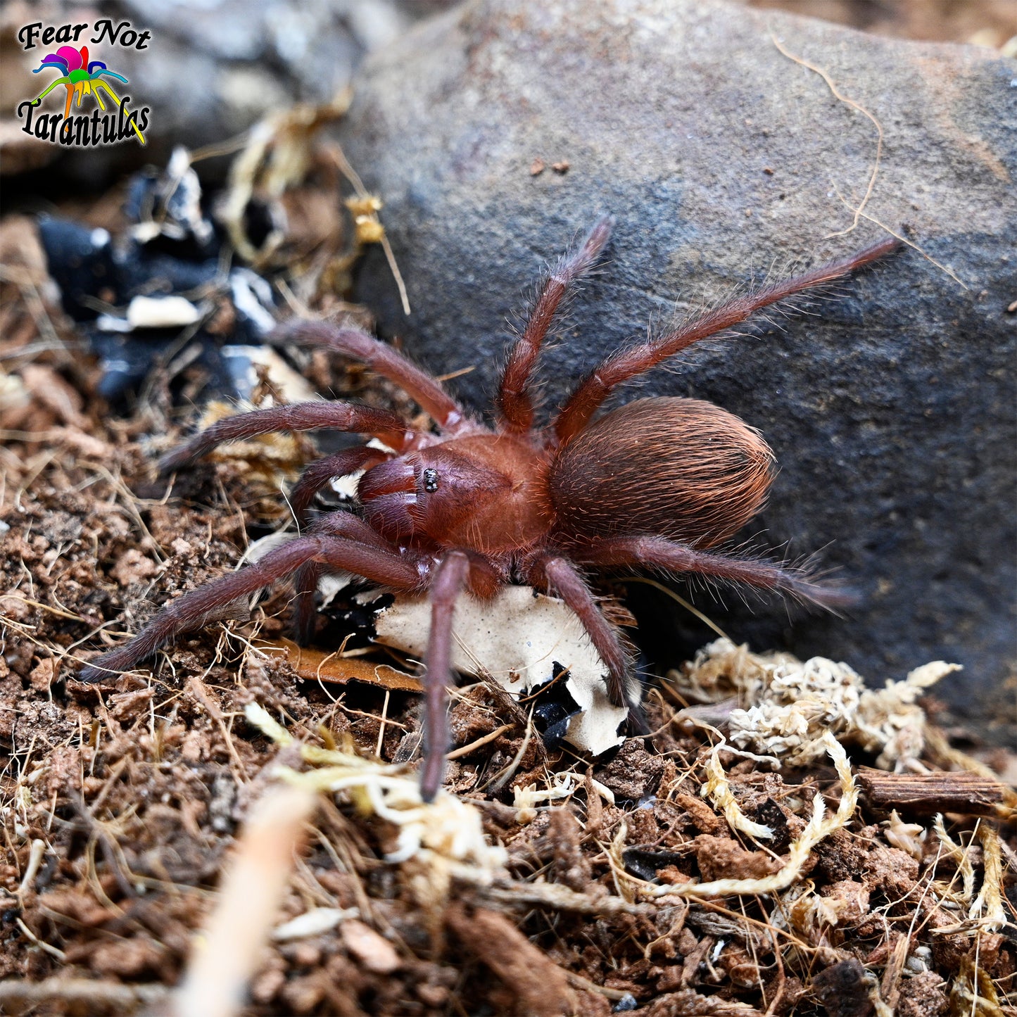 Citharacanthus cyaneus (Orange and Violet Tarantula) 💜FEMALE💜 about 2" Juvenile
