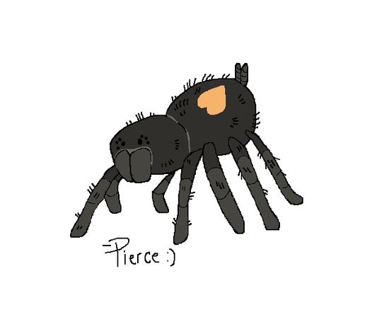 Cyriocosmus sp. 'Oronegro' (Golden Heart Dwarf Tarantula) about 1/3"