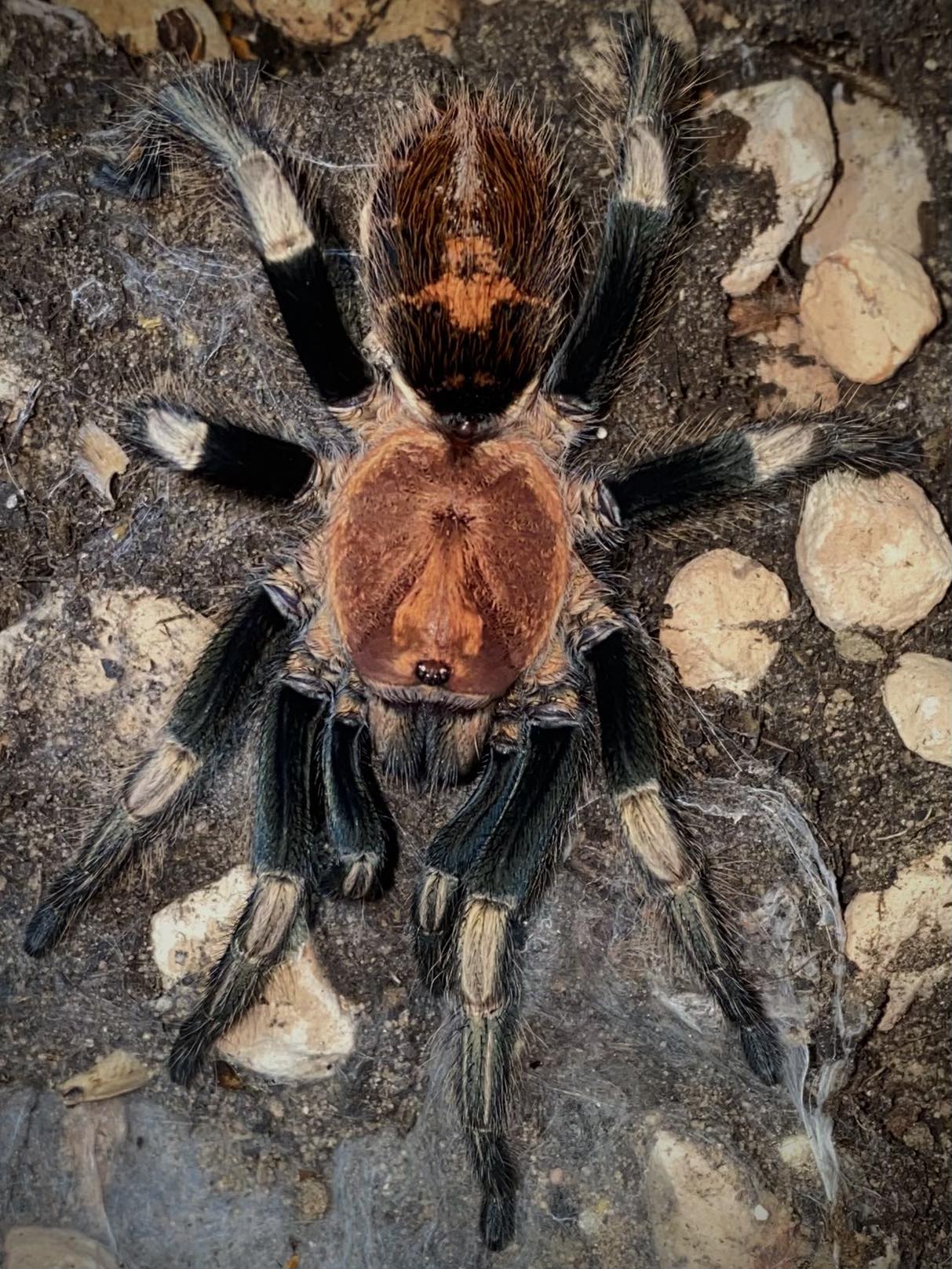 Davus sp. “Oaxaca” (Oaxaca White Tiger Tarantula) about 3/4" - 1" Nicely sized *NEW