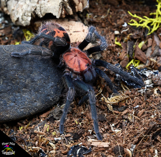Davus pentaloris (Guatemalan Tiger Rump Tarantula) very nearly or right at 1/2'' - 3/4"