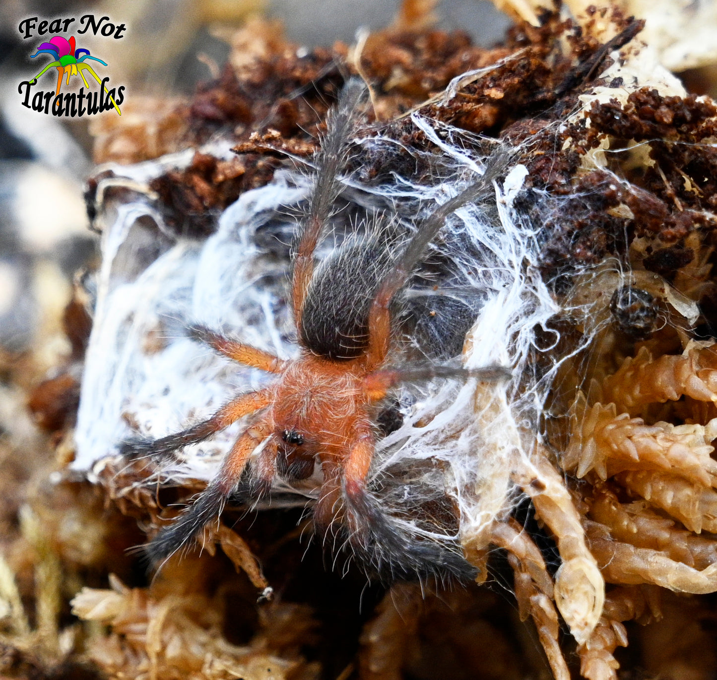 Dolichothele mineirum (Purple Dwarf Beauty) about 1/4" - 1/3"