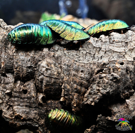 Corydidarum magnifica (was Pseudoglomeris magnifica) (Magnificent Emerald Roach) 1/4" - 1/2" mixed nymphs.  We include a vial of bee pollen! *CANNOT BE SHIPPED TO FLORIDA*