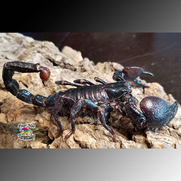 Emperor Scorpion (Pandinus imperator) Large Juvenile to Sub-adult Unsexed