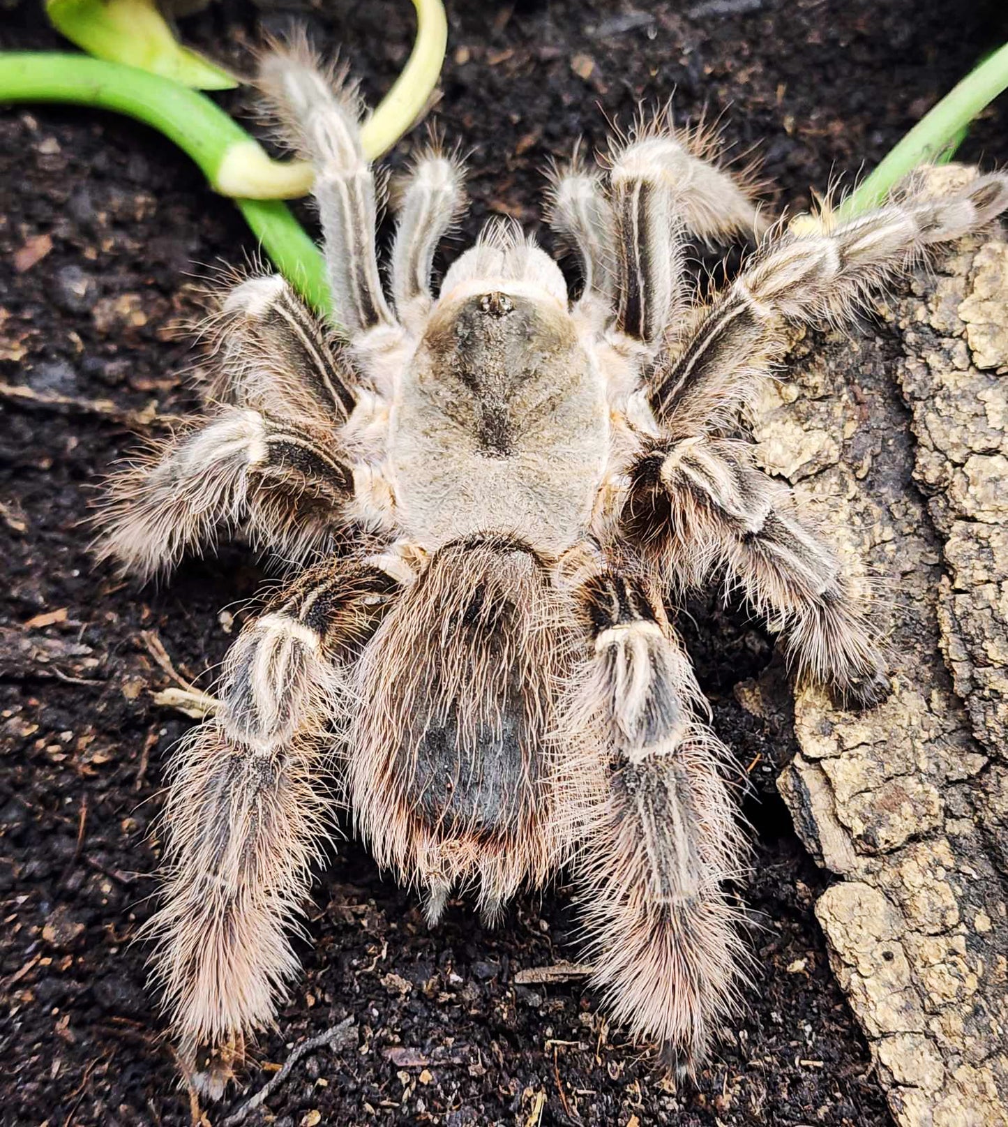 Eupalaestrus larae *RARE* very nearly 1" - 1 1/4" *** IN STORE ONLY DUE TO PREMOLT 11/10 ***