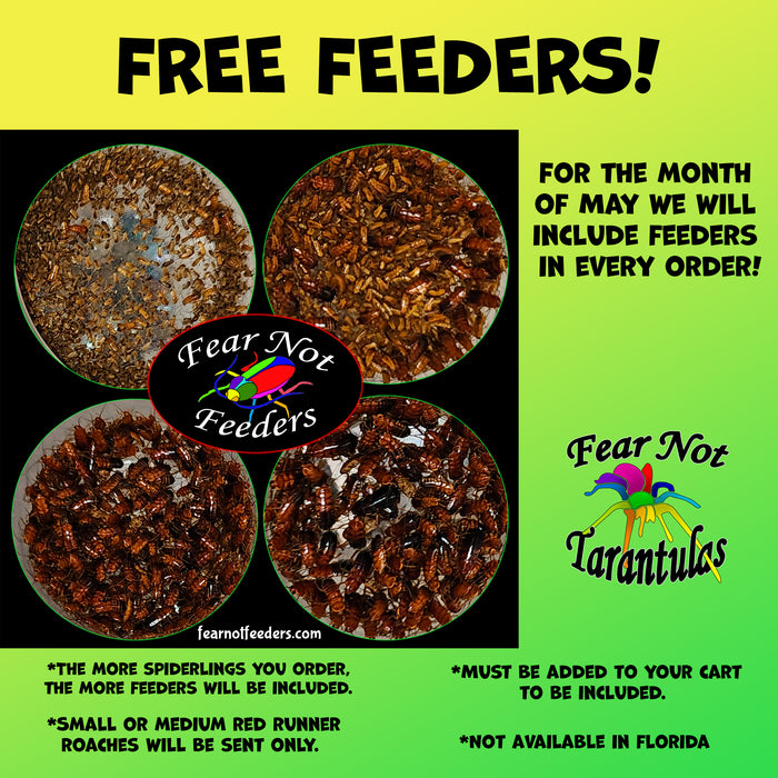 FREE Feeders for May! Must be added on your order to receive.