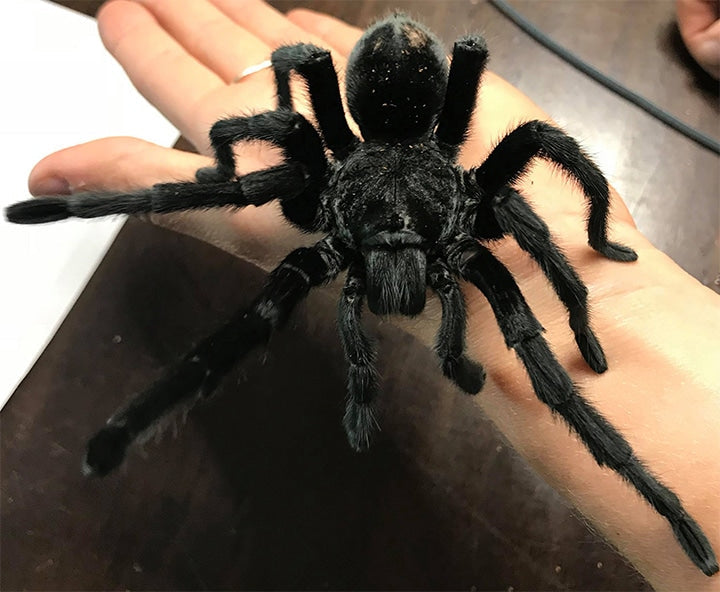 Grammostola pulchra (Brazilian Black Tarantula) about 1" Free for orders $500 and over! (after discounts and does not include shipping) One freebie per shipment.
