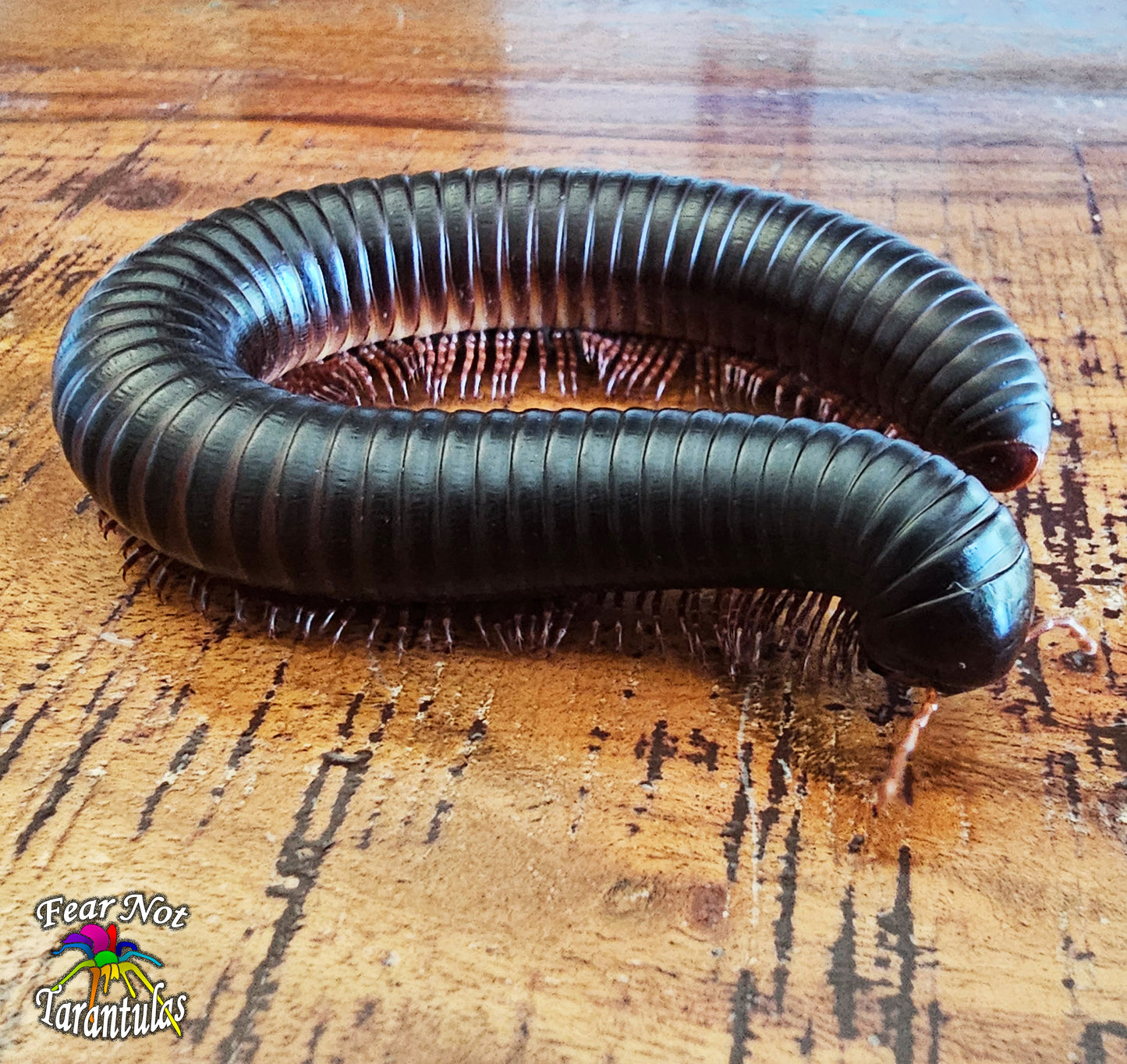 Giant African Millipede about 5" unsexed
