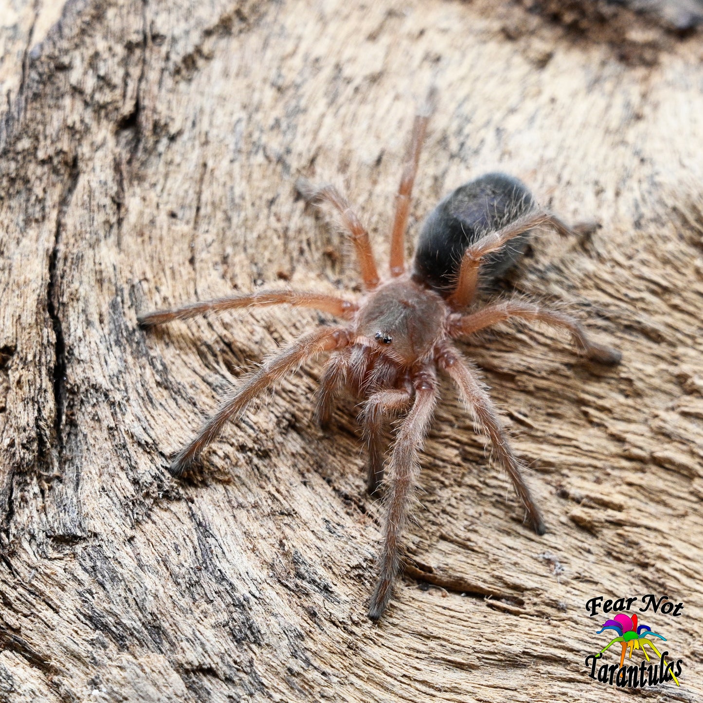 Grammostola mendozae (Mendozae Tarantula) about 1 1/2" - 1 3/4" *RARE *** IN-STORE ONLY DUE TO PREMOLT AS OF 11/10 ***