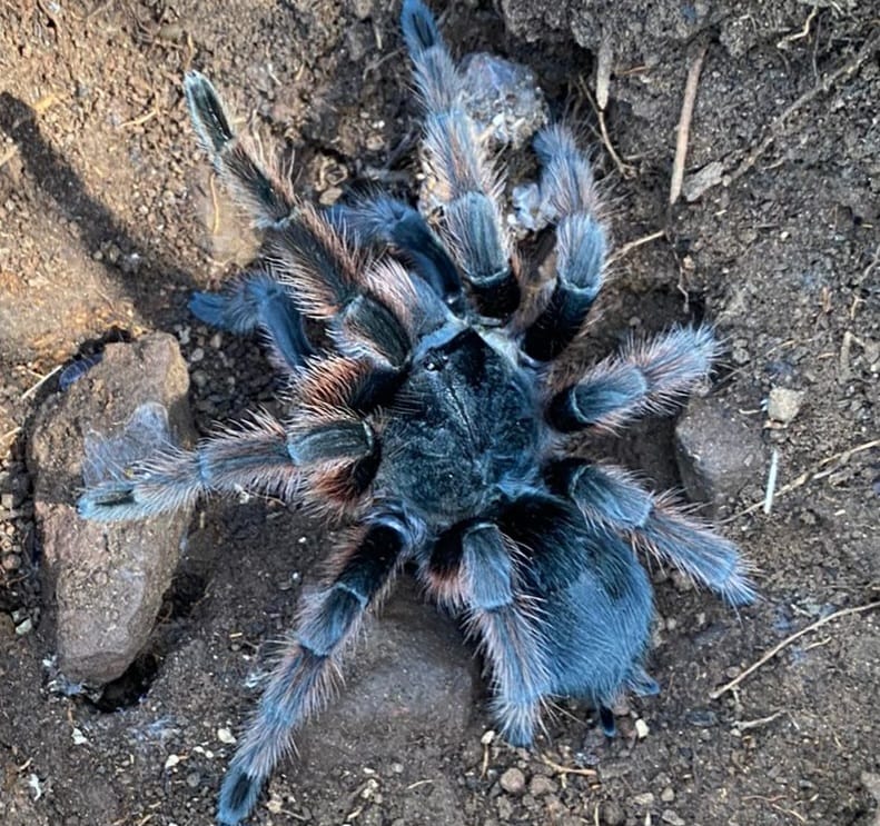 Grammostola anthracina *Extremely Rare! about 3/4" - 1"