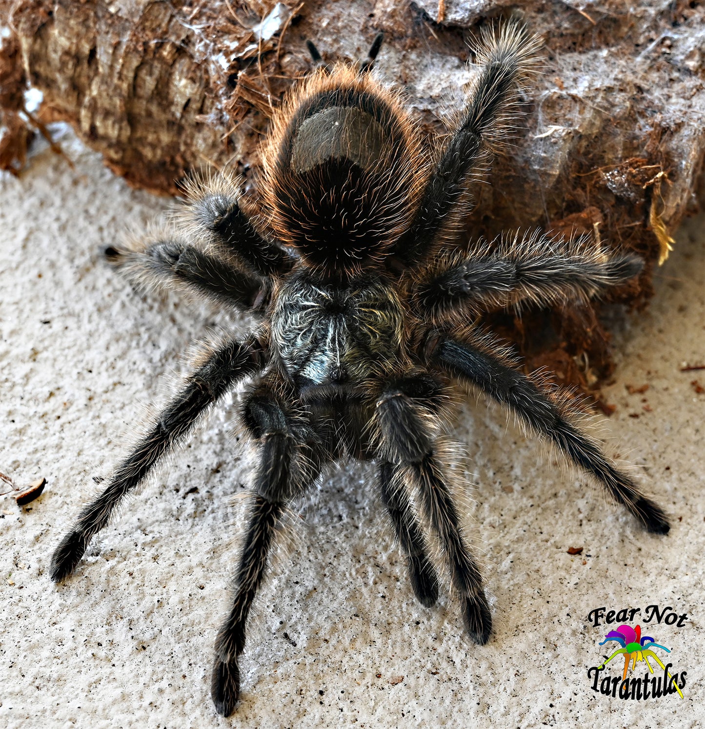 Grammostola grossa about 1 1/2" RARE