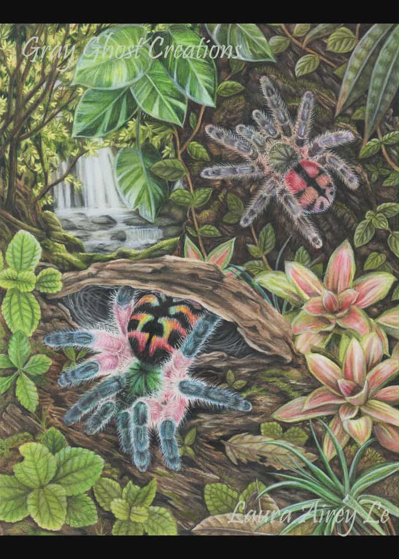 Print 5X7 of Typhochlaena seladonia by Gray Ghost Creations! ONLY SHIPPED WITH TARANTULA ORDERS!