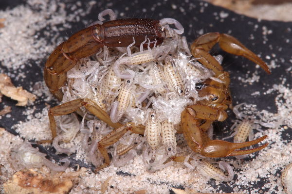 Hadruroides sp. Ecuador Scorpion about 1/3" NEWLY AVAILABLE SPECIES!
