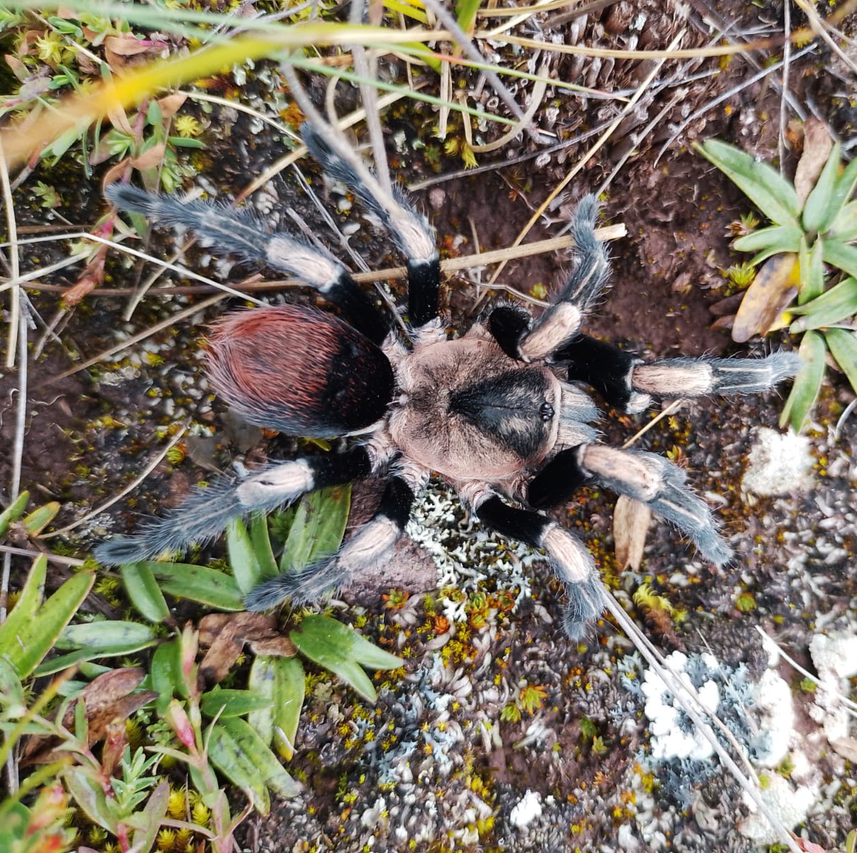 Hapalotremus major (Peruvian White Banded Tarantula) about 1/3"