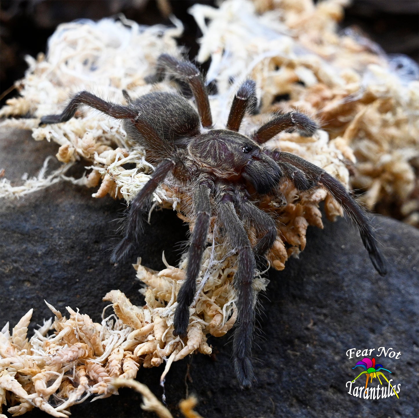 Harpactira baviana (Parcells baboon tarantula) about 1/2"-3/4" *** IN-STORE ONLY DUE TO PREMOLT AS OF 11/5 ***