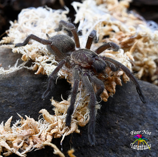 Harpactira baviana (Parcells baboon tarantula) about 1/2"-3/4"   FREE for orders $150.00 and over. (after discounts and does not include shipping) One freebie per shipment.