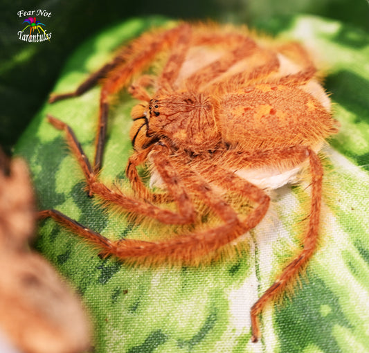 Heteropoda davidbowie (David Bowie Huntsman Spider) about 1/8" - 1/4" SMALL