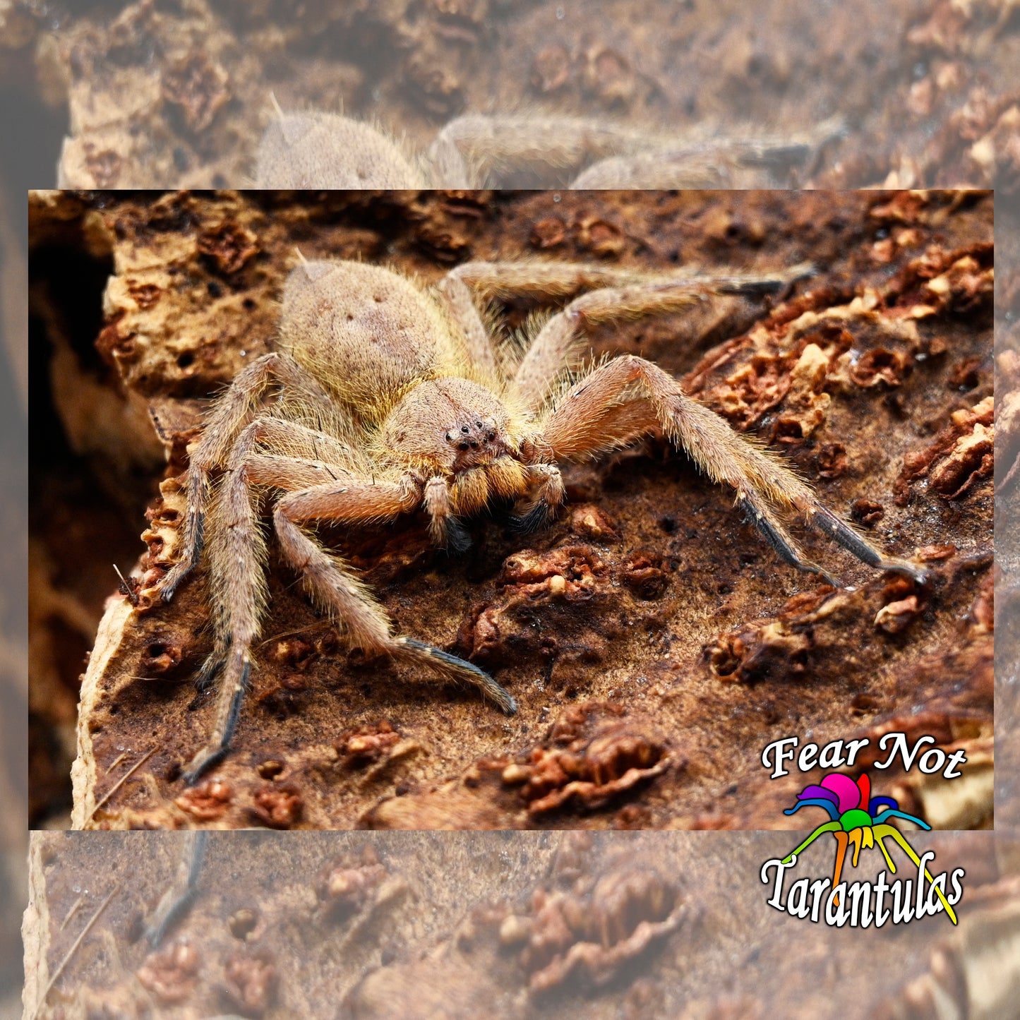 Heteropoda pingtungensis (Taiwan Orange Huntsman Spider) FEMALE! about 2" Raised and sexed by Dr. Linda Rayor!