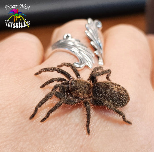 Isiboroa peruviana (ex Homoeomma peruvianum) (Peruvian Blue Tarantula) about 2" 💜FEMALE💜 IN STORE ONLY DUE TO BEING TOO NEAR MOLTING TO SHIP 1/2/25 - Fear Not Tarantulas, Inc. Isiboroa peruviana (ex Homoeomma peruvianum) (Peruvian Blue Tarantula) about 2" 💜FEMALE💜 IN STORE ONLY DUE TO BEING TOO NEAR MOLTING TO SHIP 1/2/25