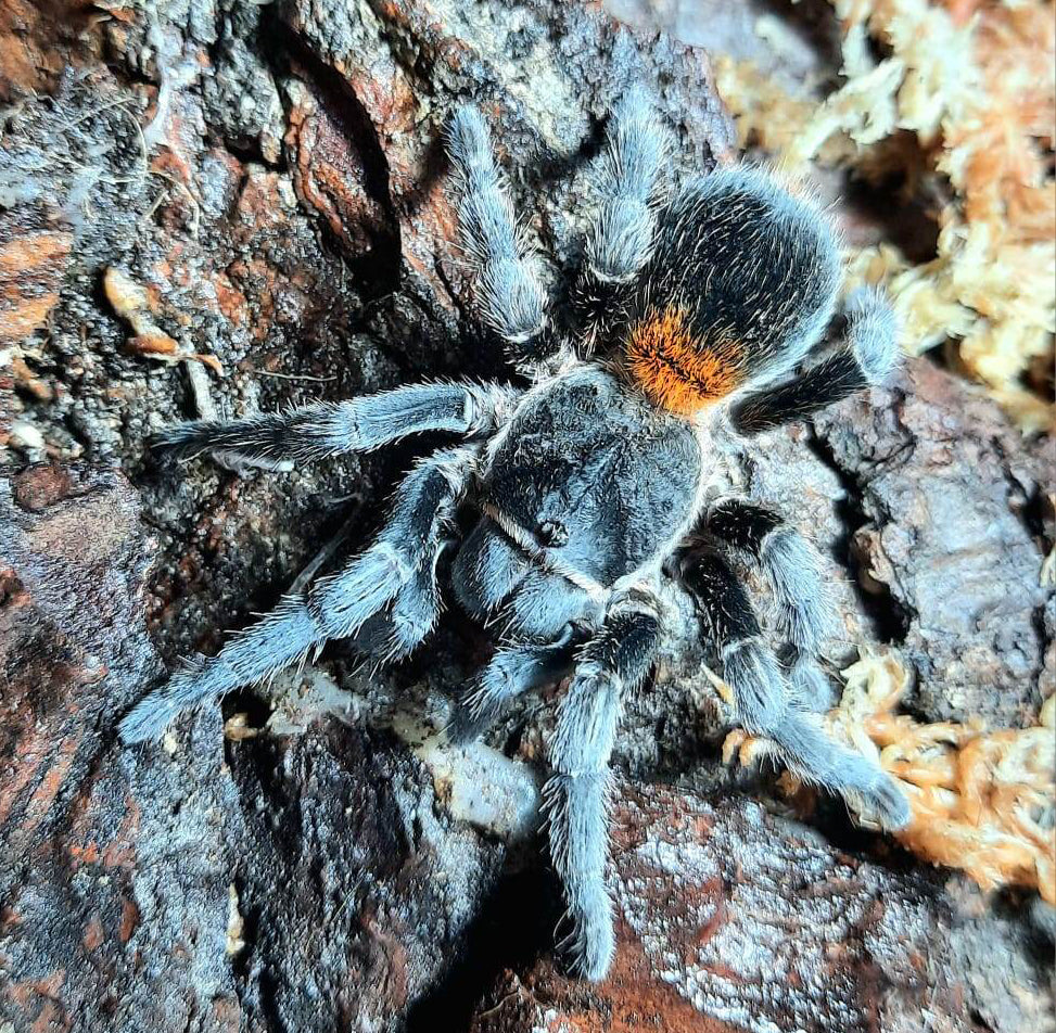 Homoeomma orellanai (Chilean Yellow Flame tarantula) about 1/3" +