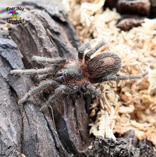 Isiboroa peruviana (ex Homoeomma peruvianum) (Peruvian Blue Tarantula) about 2" πFEMALEπ IN STORE ONLY DUE TO BEING TOO NEAR MOLTING TO SHIP 1/2/25 - Fear Not Tarantulas, Inc. Isiboroa peruviana (ex Homoeomma peruvianum) (Peruvian Blue Tarantula) about 2" πFEMALEπ IN STORE ONLY DUE TO BEING TOO NEAR MOLTING TO SHIP 1/2/25