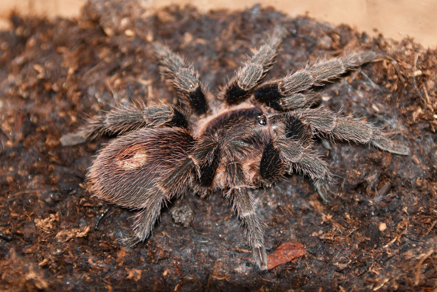 Isiboroa peruviana (ex Homoeomma peruvianum) (Peruvian Blue Tarantula) about 2" 💜FEMALE💜 IN STORE ONLY DUE TO BEING TOO NEAR MOLTING TO SHIP 1/2/25 - Fear Not Tarantulas, Inc. Isiboroa peruviana (ex Homoeomma peruvianum) (Peruvian Blue Tarantula) about 2" 💜FEMALE💜 IN STORE ONLY DUE TO BEING TOO NEAR MOLTING TO SHIP 1/2/25