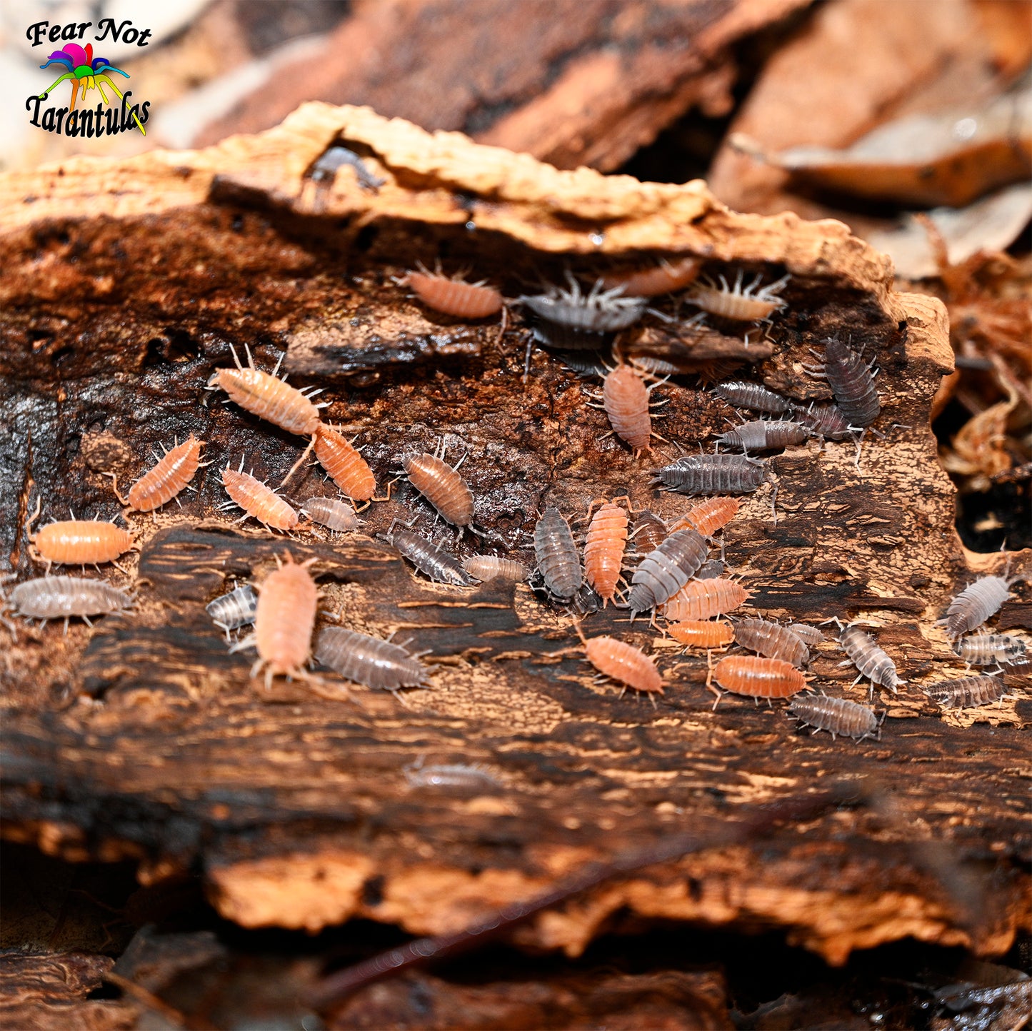 Isopod Porcellionides Pied Party Mix Count Of 10, mixed sizes