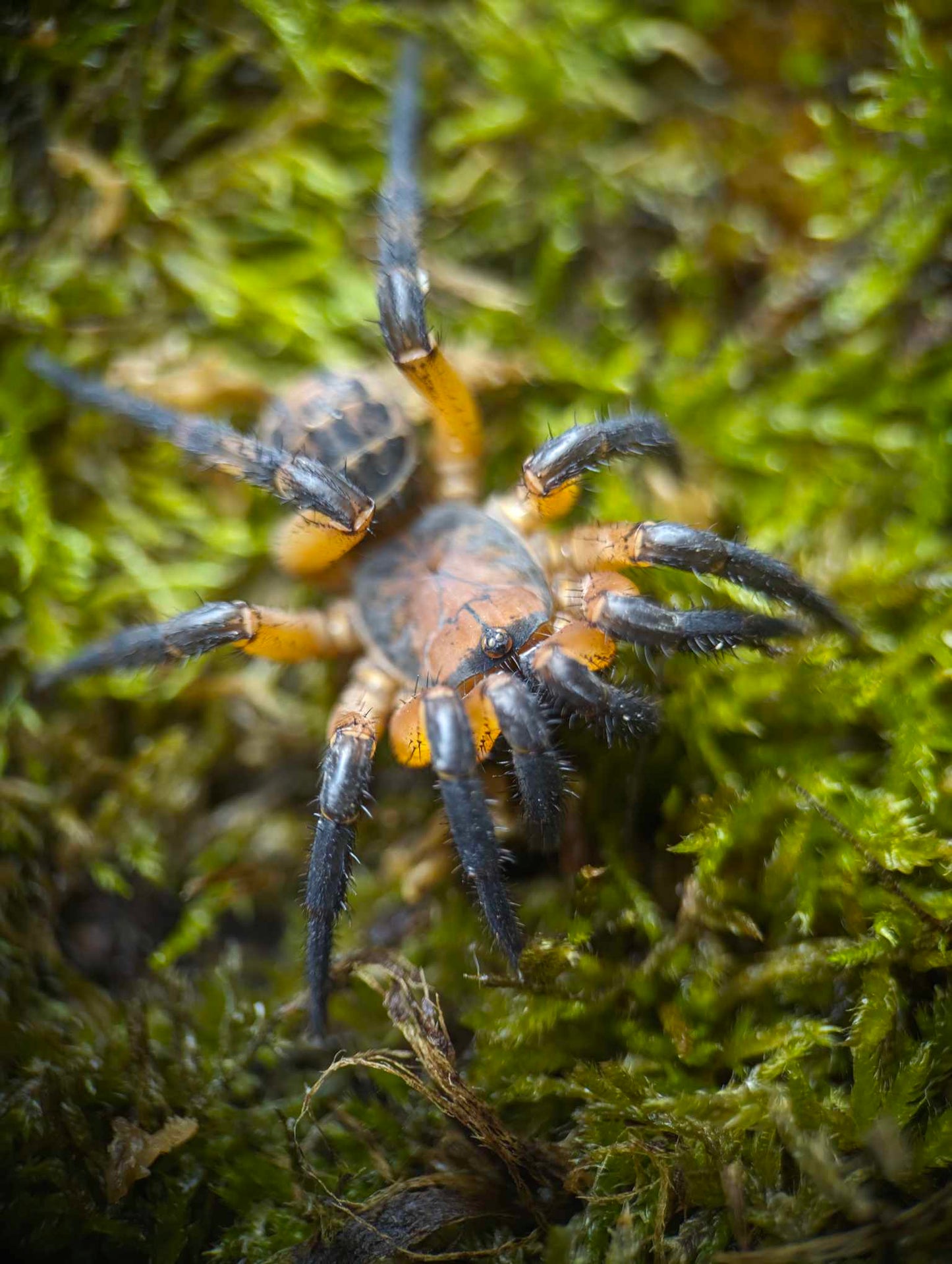 Liphistius yangae (Yang's Armored Trapdoor Spider) *CAPTIVE BORN AND BRED about 1/2"