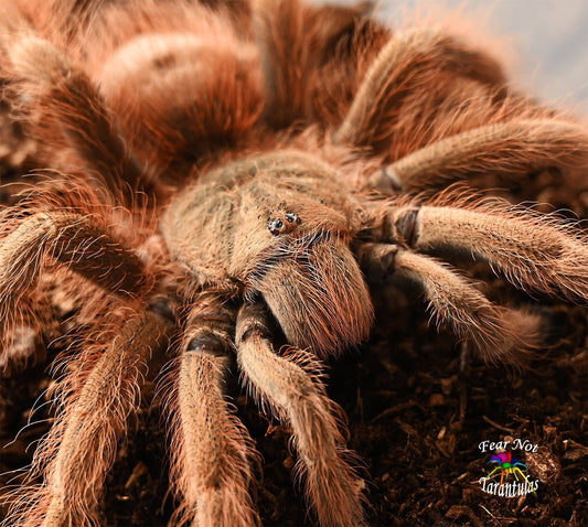 Nhandu tripepii (Brazilian Giant Blonde Tarantula) 2 1/2-3"+ 💜FEMALE💜 *IN STORE ONLY*