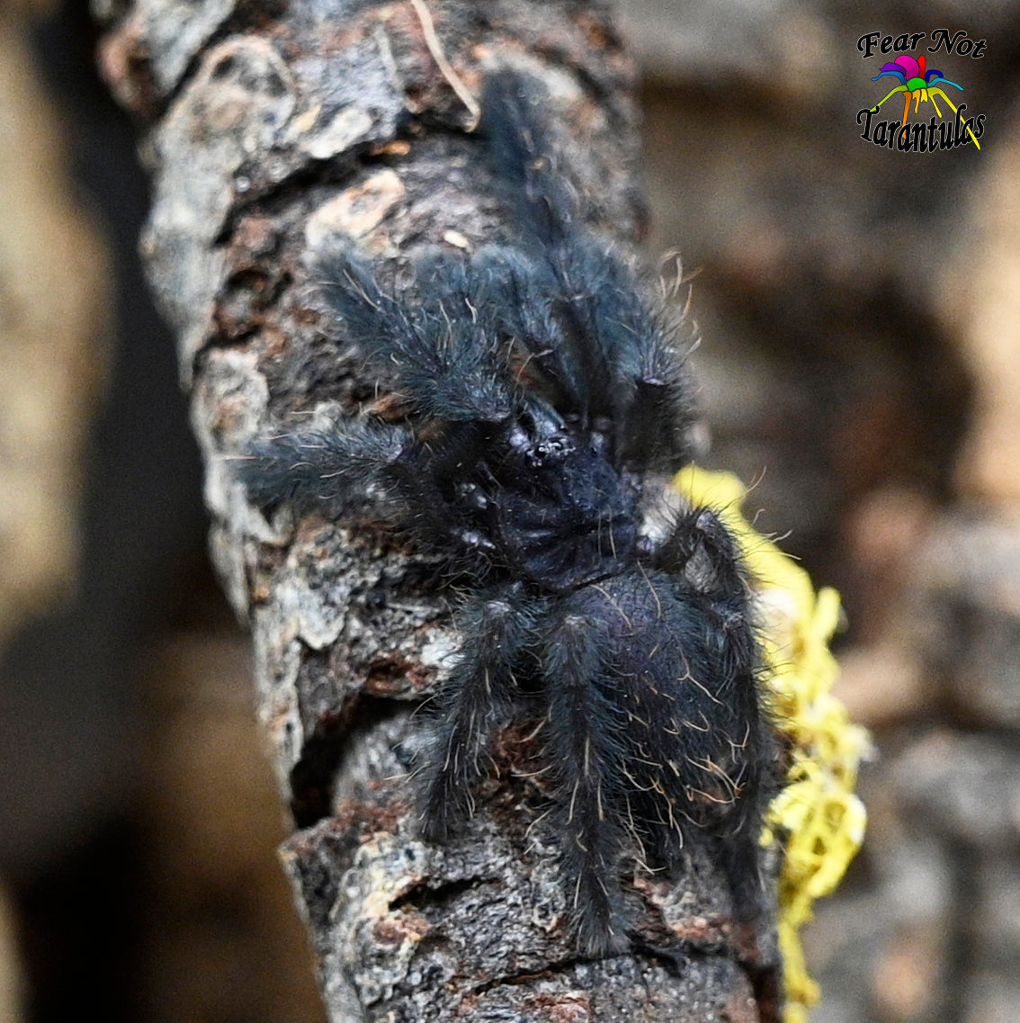 Ornithoctoninae sp. Mindanao Oriental AKA Ornithoctoninae sp. Davao Oriental (Davao Oriental Earth Tiger Tarantula)