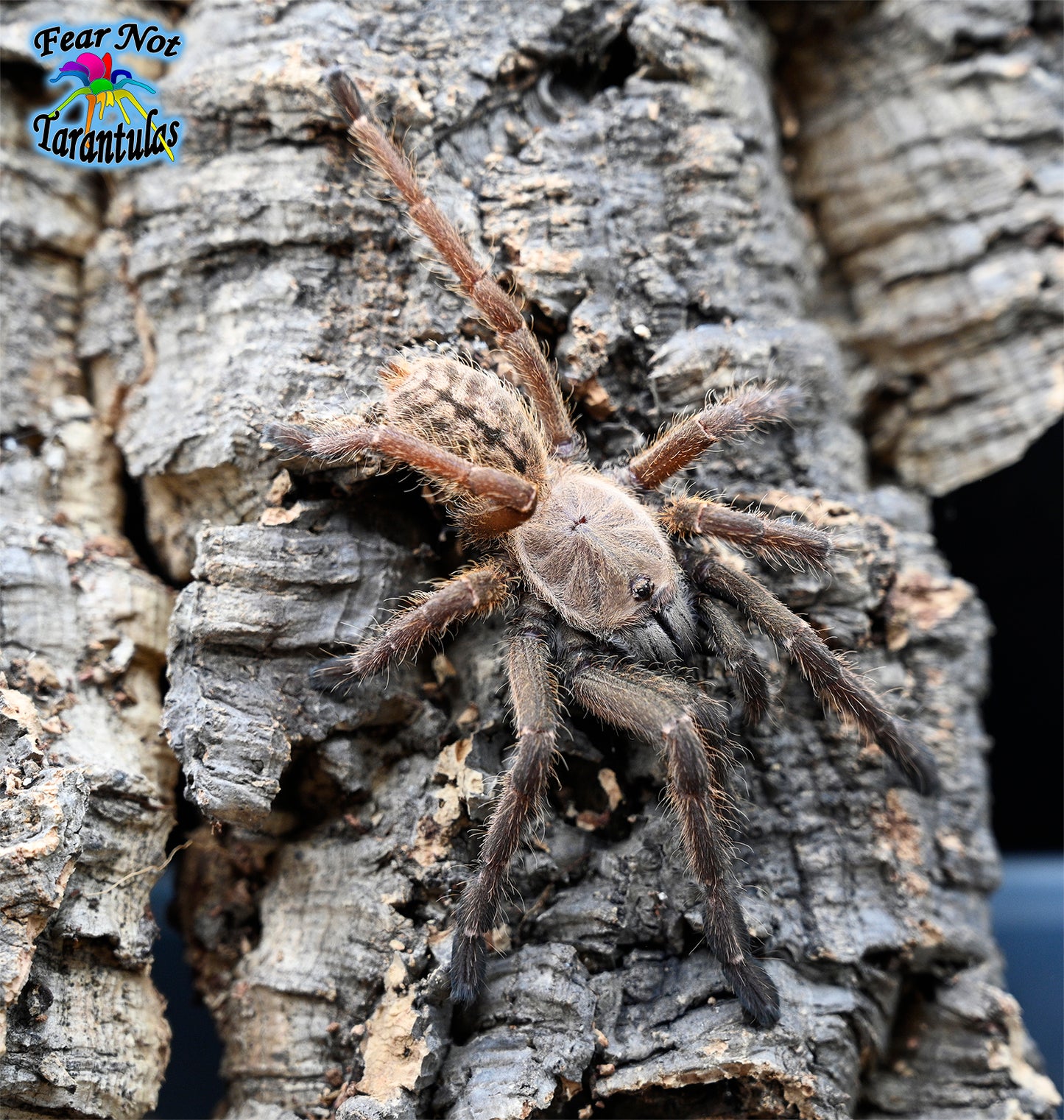 Ornithoctoninae sp Siam satu (Siam Satu Earth Tiger) about 1" - 1 1/4" RARE!