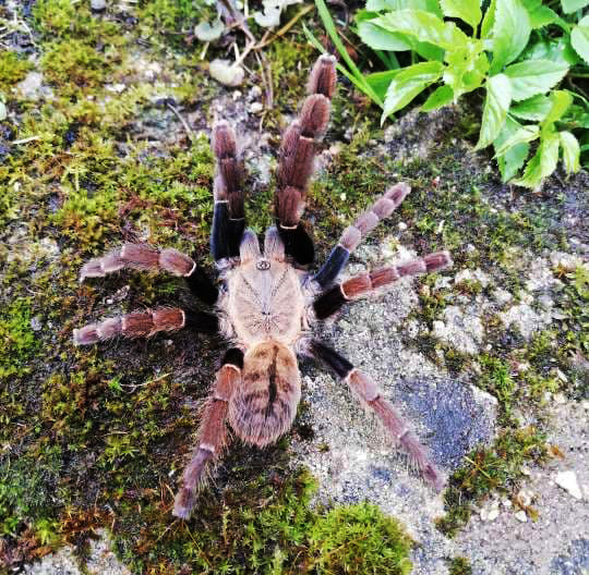 Ornithoctoninae sp Siam satu (Siam Satu Earth Tiger) about 1 1/2" - 1 3/4" RARE!