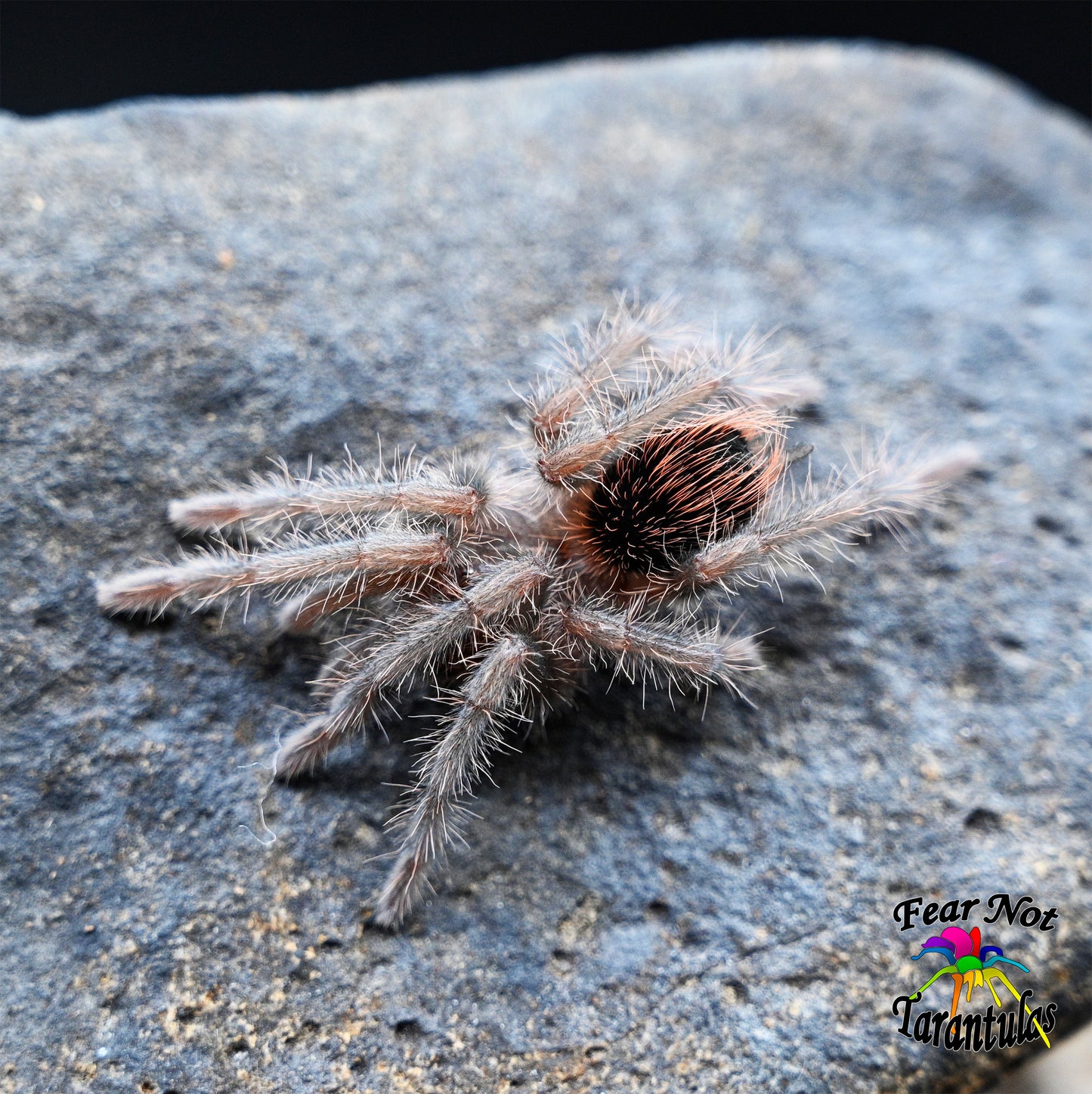 Pamphobeteus insignis (Colombian Purple Bloom Tarantula) about 1 1/4" - 1 1/2"