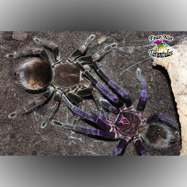 Pamphobeteus sp manganegra (Black & Pink Bloom Tarantula) about 1" - 1 1/4" * RARE