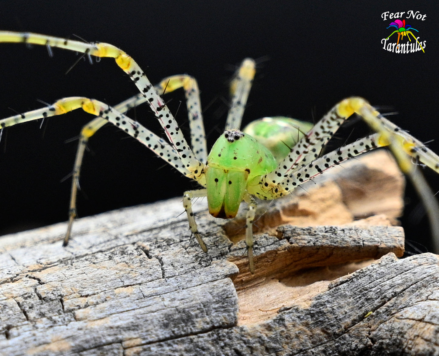 Peucetia viridans (Green Lynx Spider) about 1" sub-adult Unsexed