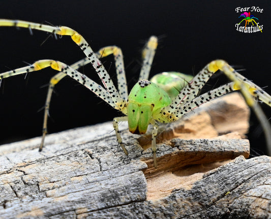 Peucetia viridans (Green Lynx Spider) about 1" sub-adult Unsexed