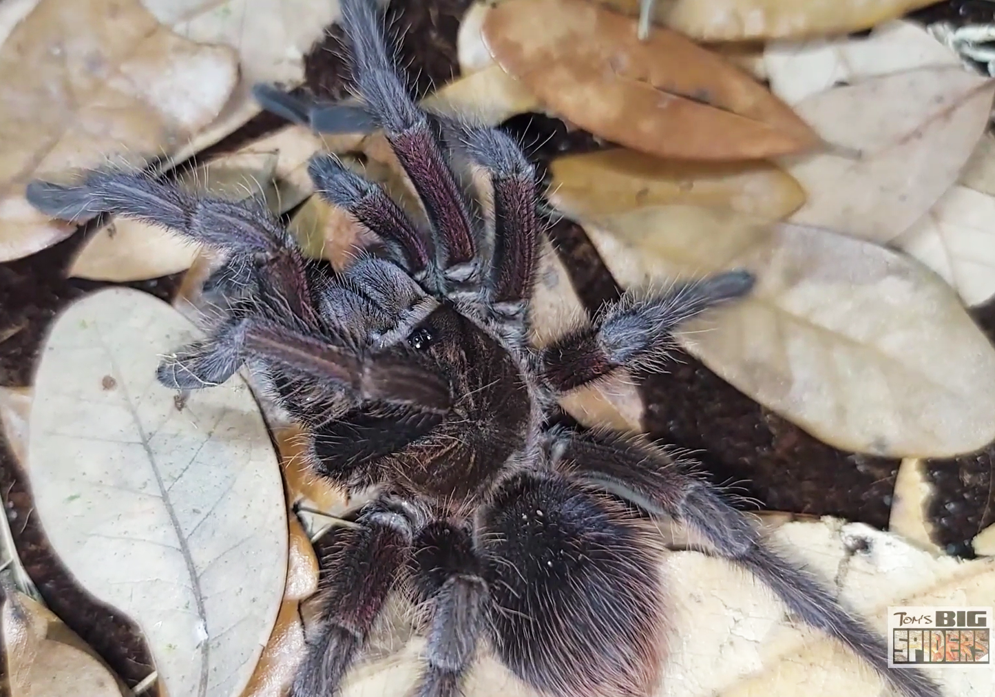 Phormictopus sp. "Bayahibe" (Neon Pink Birdeater Tarantula) about 1"